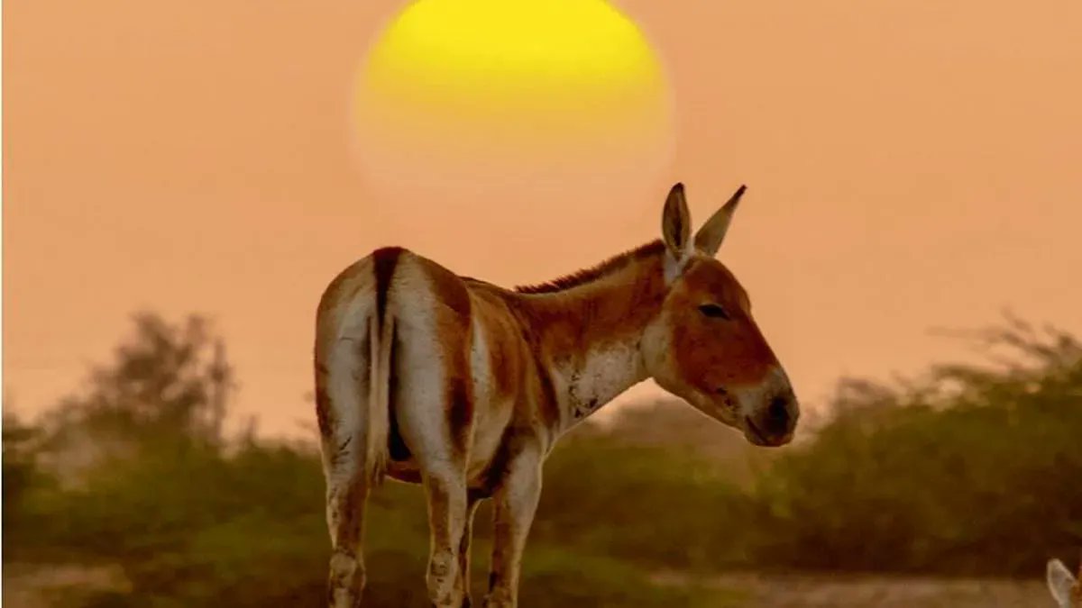 sriramsrirangm's tweet photo. According to the 10th Wild Ass Population Estimation (WAPE) conducted by the Gujarat government earlier this year, the population of wild asses in Gujarat has been estimated at 7,672.

Some important facts about Indian Wild Ass: