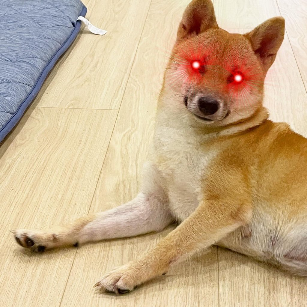 pochita_prime's tweet photo. @thecryptomonk #POCHITA is ready to RUN with the Bulls!! https://t.co/qjLTbVWvtx