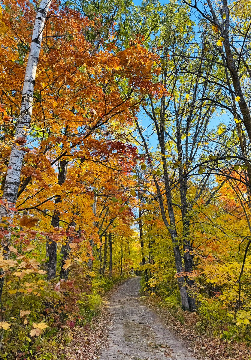 Grateful to be blessed with such nice weather this Fall. Phenomenal Northern Lights last night with unusual reds. Saturday’s wind event brought down a lot of deadfall. Use extra caution if riding on <a href="/laddiesloppet/">Laddies Loppet</a> course. Should have the entire 25 mile track cleared by Thurs.