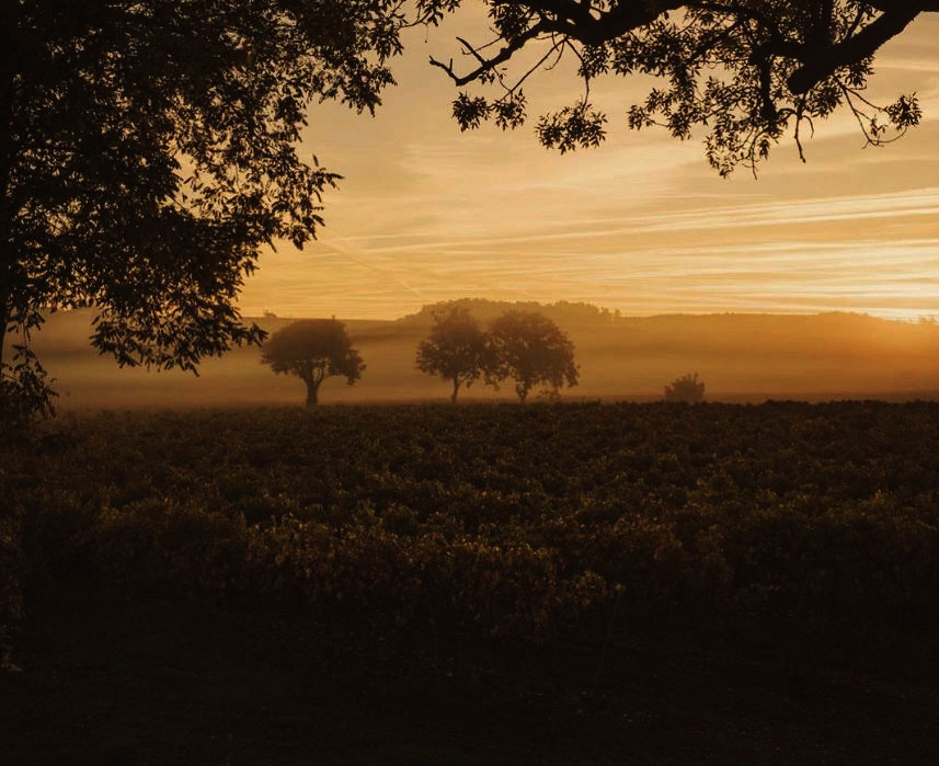 Wo das Licht reglos im Laub,
Träume und Ängste
zu anderen Ufern entflohn,
Wo der Abend ruht,
Komm, dorthin will ich dich tragen
zu den goldenen Hügeln.

- Giuseppe Ungaretti -