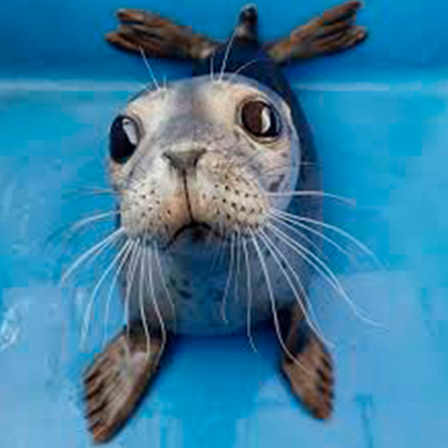 SatoshiBroker tweet media