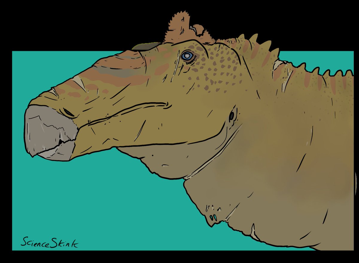 ScienceSkink's tweet image. Oh look I did a thing!
This Edmontosaurus has seen better days