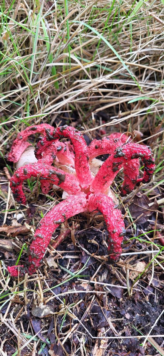 Tjeerd Langhout tweet media