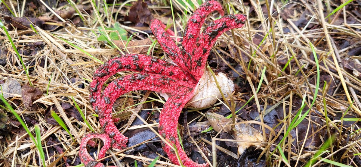 Tjeerd Langhout tweet media