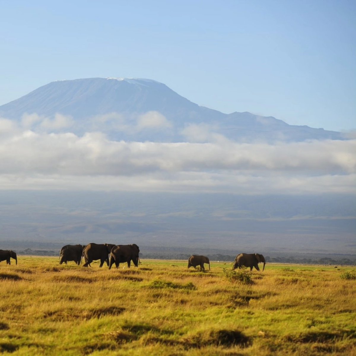 Adept Kenya Safaris tweet media