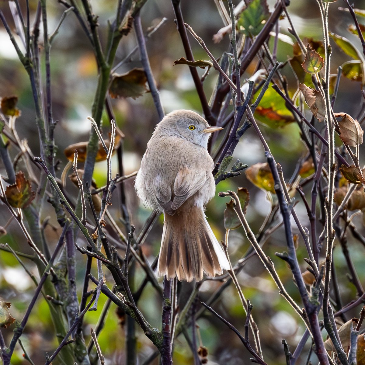 e9doc's tweet image. The Asian Desert Warbler at Winterton Dunes