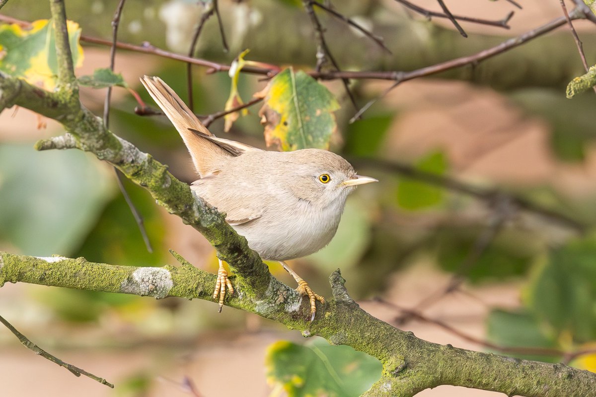 e9doc's tweet image. The Asian Desert Warbler at Winterton Dunes