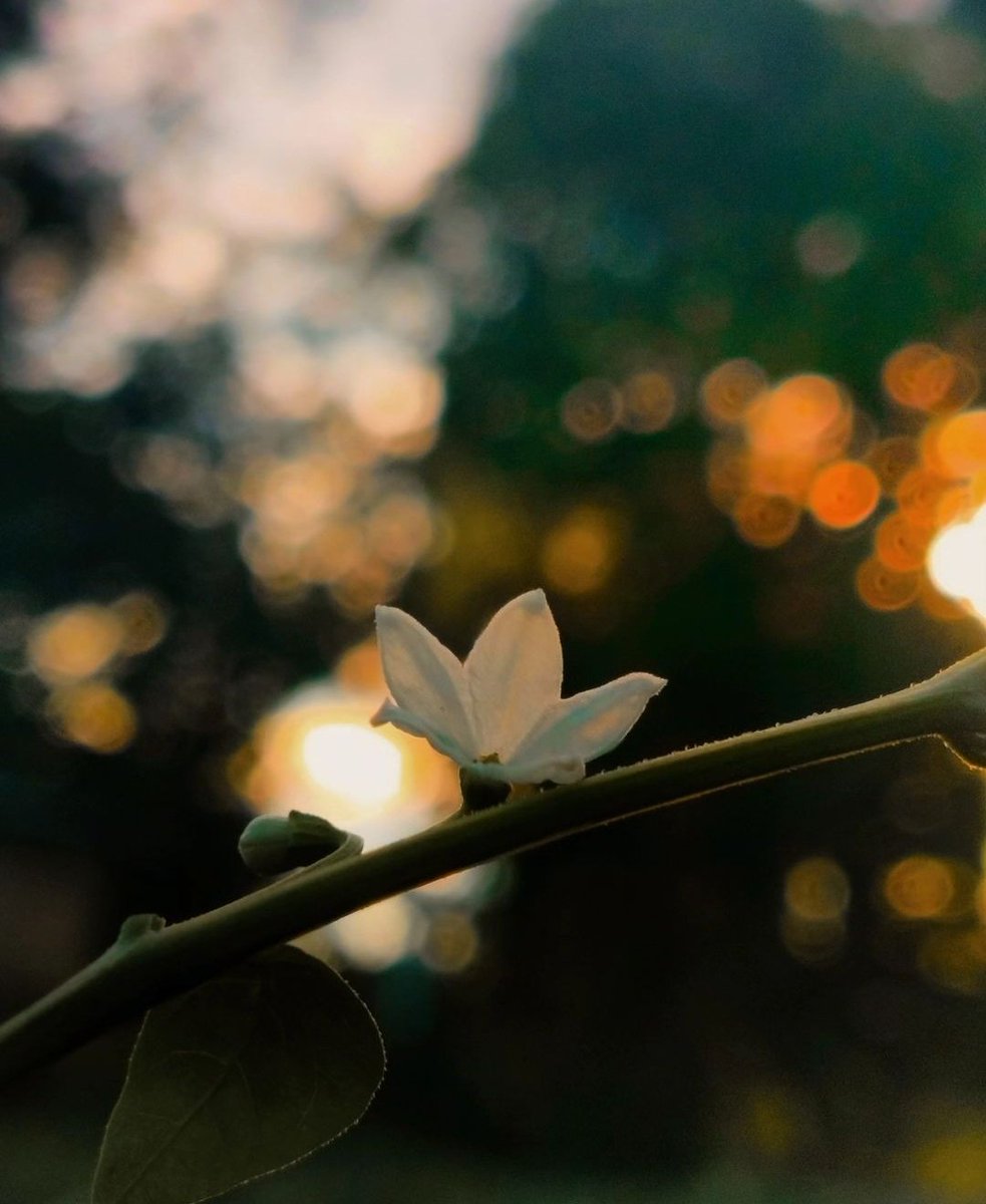 #NatureBeauty #NaturePhotography 
#sunsetphotography #scenery #view 
#mobilephotography #nature #Flowers #peace

#ZAAR #ZAAR $ZAAR  <a href="/OdinSwap/">OdinSwap</a> 
#ZAAR or $ZAAR <a href="/Ordzaar/">Ordzaar</a> or <a href="/OdinSwap/">OdinSwap</a>
