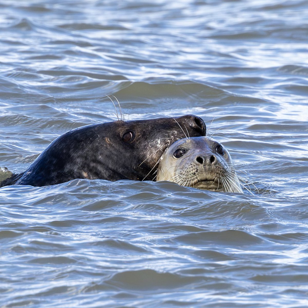 e9doc's tweet image. A seal and her young one at Winterton