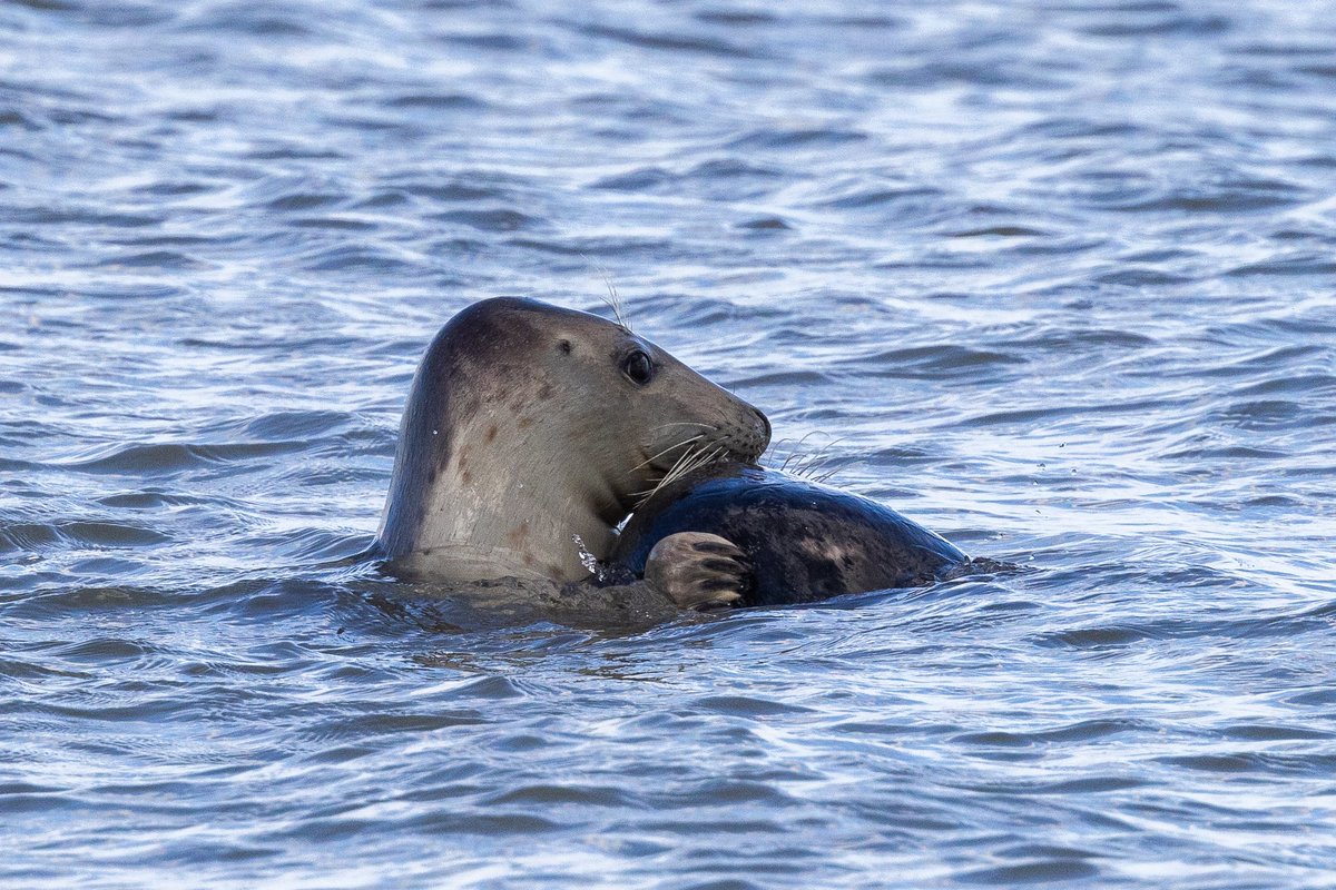 e9doc's tweet image. A seal and her young one at Winterton