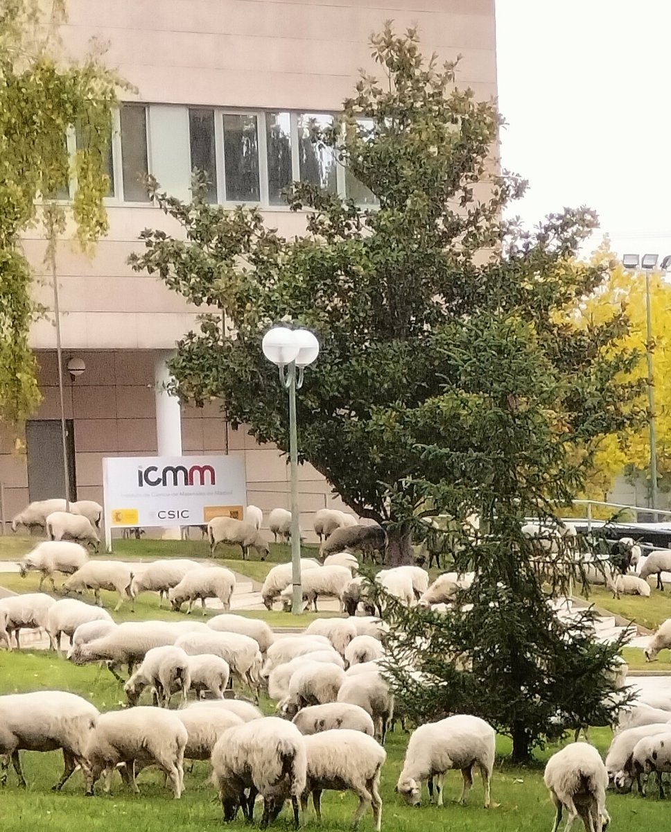 Felipe Gándara (@felipegandara80) on Twitter photo Unexpected visitors today. It seems that research <a href="/icmm_csic/">Instituto de Ciencia de Materiales Madrid - CSIC</a> is attracting a lot of interest… not only groundbreaking, but also grass-eating! 🐑🔬 #CuriousScience Unexpected visitors today. It seems that research <a href="/icmm_csic/">Instituto de Ciencia de Materiales Madrid - CSIC</a> is attracting a lot of interest… not only groundbreaking, but also grass-eating! 🐑🔬 #CuriousScience