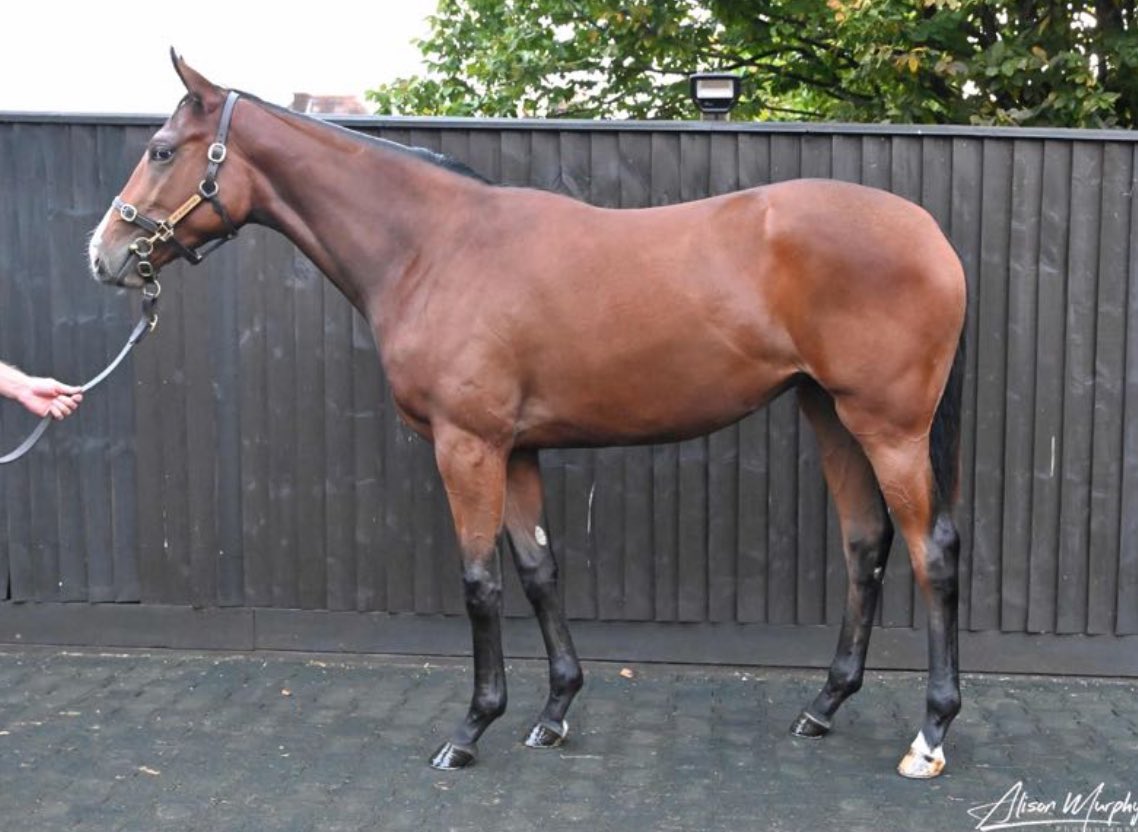 Tally-Ho Stud (@hostud) on Twitter photo This cracking Mehmas filly from <a href="/W_Hbloodstock/">WHbloodstock</a> is heading to <a href="/WinStarFarm/">WinStar Farm</a> after selling for 380,000gns <a href="/Tattersalls1766/">Tattersalls</a>
Bred by the Brief Moment partnership out of a 1/2 sister Harzand, she continues a great sale for Mehmas! #Mehmas This cracking Mehmas filly from <a href="/W_Hbloodstock/">WHbloodstock</a> is heading to <a href="/WinStarFarm/">WinStar Farm</a> after selling for 380,000gns <a href="/Tattersalls1766/">Tattersalls</a>
Bred by the Brief Moment partnership out of a 1/2 sister Harzand, she continues a great sale for Mehmas! #Mehmas