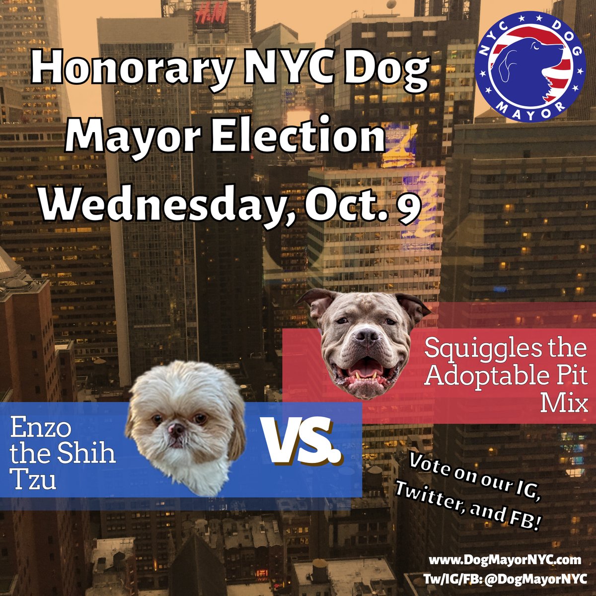 DogMayorNYC's tweet photo. Voting starts at midnight tonight in the next round of the race for Honorary NYC Dog Mayor!

The matchup: Enzo the Shih Tzu versus Squiggles the Adoptable Pit Mix! Voting happens in polls in the @dogmayornyc IG Stories, in our FB group and our website. #DogMayorNYC https://t.co/96GX2JebQE