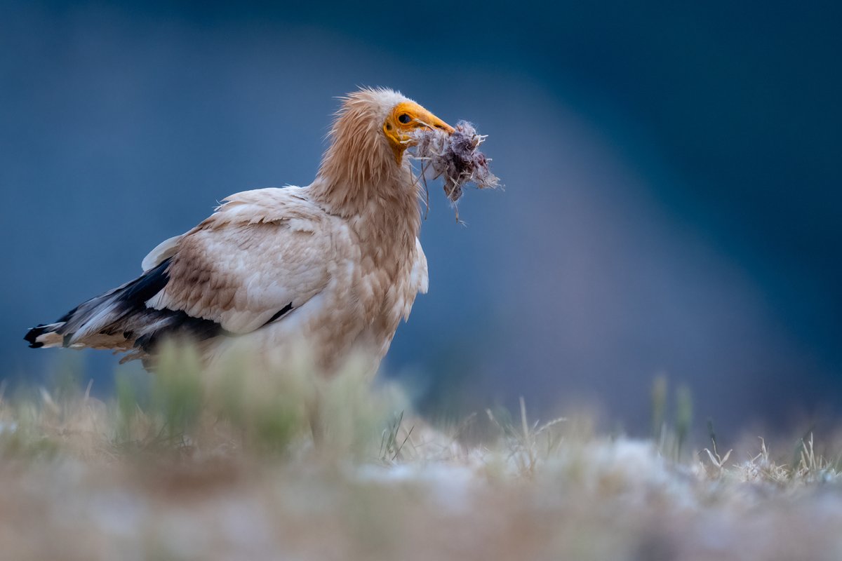 BlogMyWildlife's tweet image. Voyage Photo Gypaète barbu, autres vautours et aigle royal my-wildlife.com/produit/gypaet… 😀

Depuis des affûts privatisés, nous allons photographier le #gypaetebarbu, le vautour fauve, le vautour moine, le vautour percnoptère et l’aigle royal.

Plus d'informations en me contactant