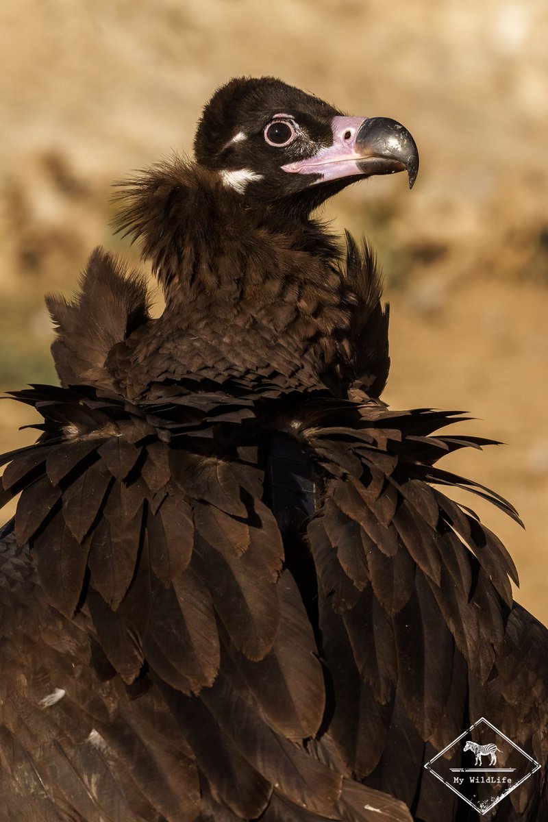BlogMyWildlife's tweet image. Voyage Photo Gypaète barbu, autres vautours et aigle royal my-wildlife.com/produit/gypaet… 😀

Depuis des affûts privatisés, nous allons photographier le #gypaetebarbu, le vautour fauve, le vautour moine, le vautour percnoptère et l’aigle royal.

Plus d'informations en me contactant