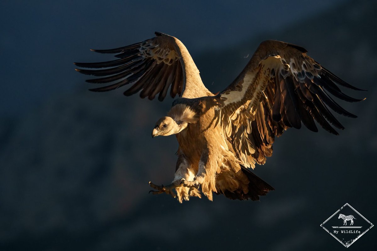 BlogMyWildlife's tweet image. Voyage Photo Gypaète barbu, autres vautours et aigle royal my-wildlife.com/produit/gypaet… 😀

Depuis des affûts privatisés, nous allons photographier le #gypaetebarbu, le vautour fauve, le vautour moine, le vautour percnoptère et l’aigle royal.

Plus d'informations en me contactant