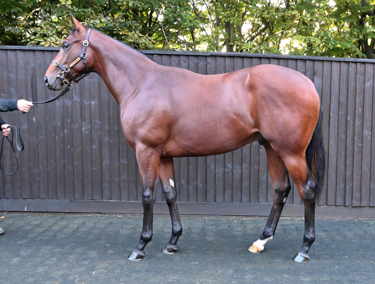 Darley in Europe (@darleyeurope) on Twitter photo Lot 112 – 420,000gns
🇮🇪 Three yearlings by #BluePoint have sold so far today – all three have made 300,000gns+ 💪
This lovely colt is a half-brother to dual G1 winner Oxted and went the way of Karl, Kelly and Lucy Burke for 420,000gns <a href="/karl_burke/">Karl Burke</a>
He was consigned by Lot 112 – 420,000gns
🇮🇪 Three yearlings by #BluePoint have sold so far today – all three have made 300,000gns+ 💪
This lovely colt is a half-brother to dual G1 winner Oxted and went the way of Karl, Kelly and Lucy Burke for 420,000gns <a href="/karl_burke/">Karl Burke</a>
He was consigned by
