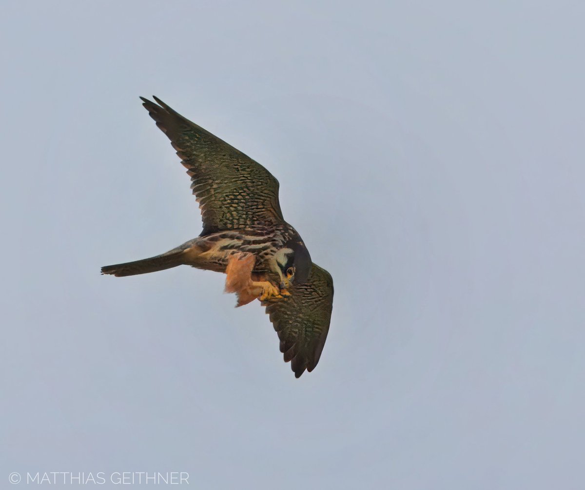 MonarchFotogra1's tweet image. Ein Baumfalke beim Einkaufsbummel. #falcon #treehawk #birdsofprey #birds #BirdsOfTwitter #birdphoto #birdphotography #nature #naturephoto #naturephotography #naturephotographer #naturelovers #photographylovers #photo #photographer