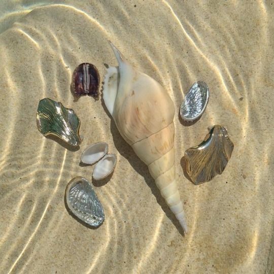 softdeIicacy's tweet photo. the sea 🐚🪸🤍 https://t.co/xrxQWfNvu1