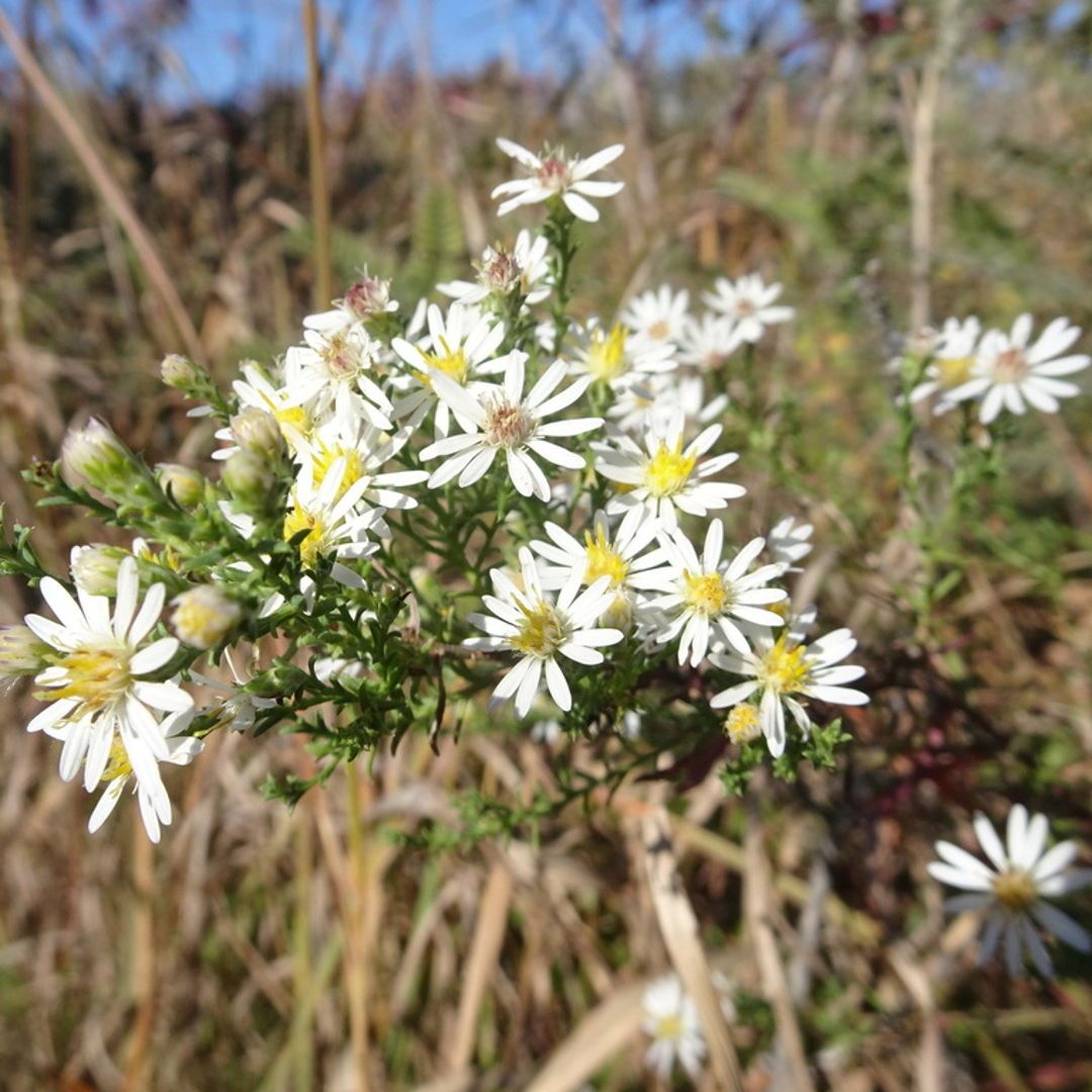 Symphyotrichum ericoides, commonly known as Heath Aster or White Heath Aster, is a native perennial known for its profusion of small white flowers with yellow centers. (photo by Thomas Koffel)

#nativeplants #wildflowers #floraandfauna #botanicalbeauty #naturelovers
