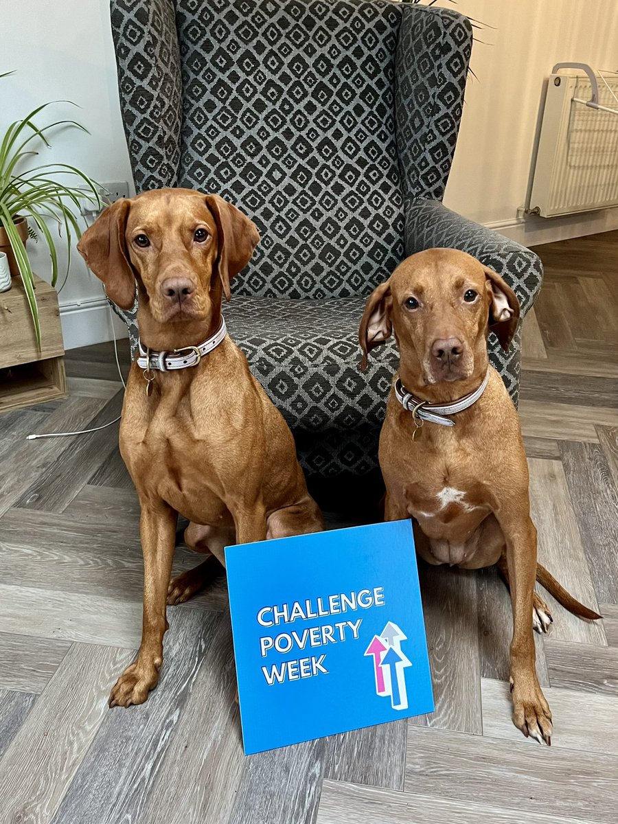 MrsEmmaJacko's tweet photo. Keen to offer solidarity to their feline friends , Skye and Flora are getting in on the action #ChallengePoverty https://t.co/HD1khMfjq8