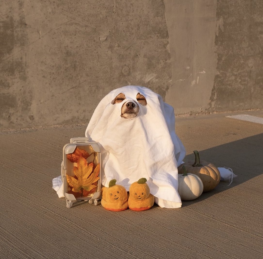 bpc_designs's tweet photo. this doggo was too cute not to draw🥹

happy october🧡🍂 https://t.co/Ir50SsyYm1