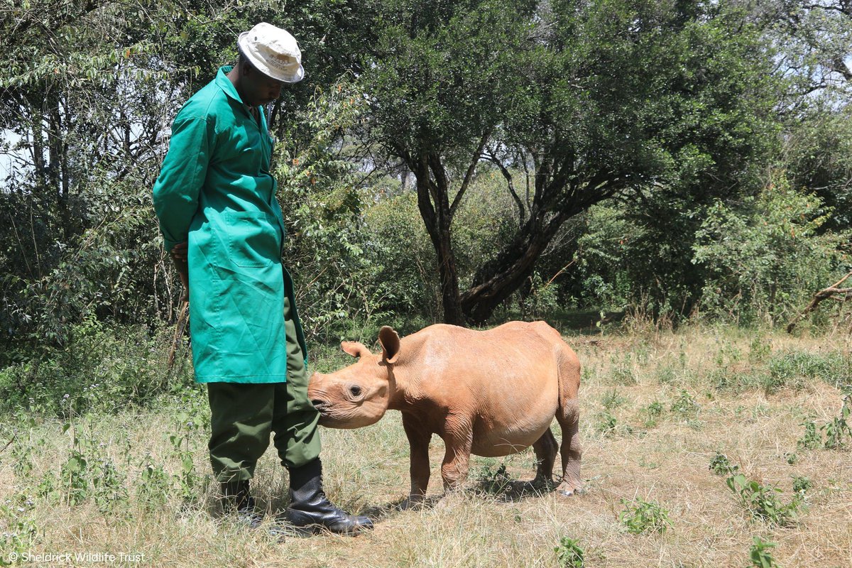 Recent scenes from the Nairobi Nursery. Which is your favourite?
• Mzinga on the lookout for warthogs
• Trunk hugs between Nyambeni &amp; Talek
• Matriarch Kerrio &amp; her beloved 'babies'
• Raha suckling on her Keeper's trouser leg

Every face seen here is available to adopt: