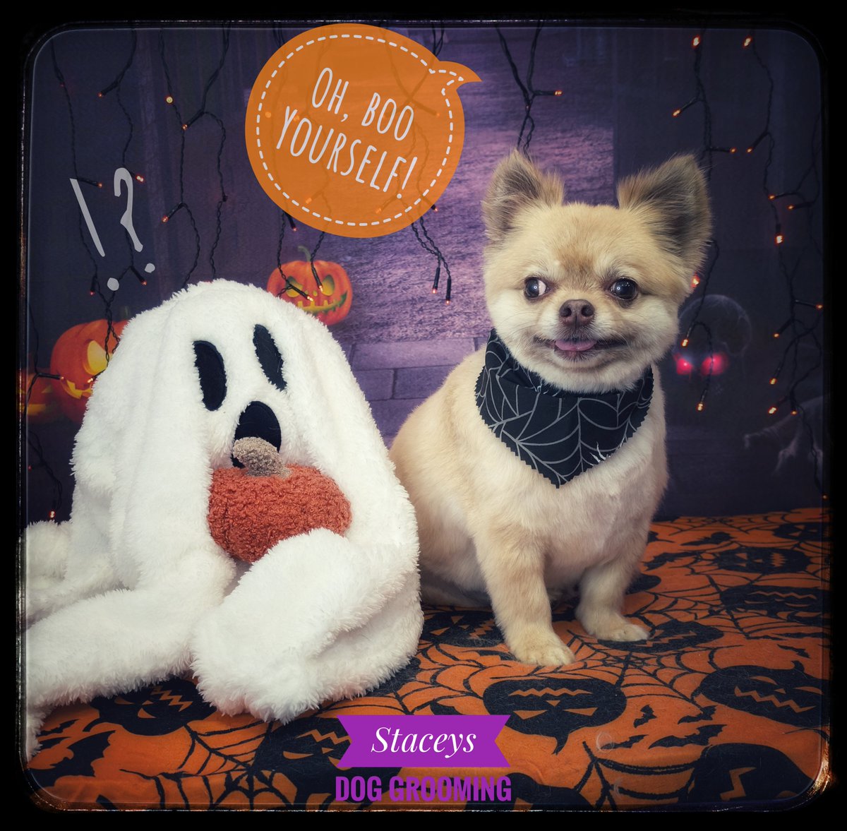 staceysdoggroom's tweet photo. Charlie is in no mood for your shananagins #Ghost
#StaceysDogGrooming #DogGrooming #Dogs #Pets #Leyland #Chorley #BuckshawVillage #Lancashire #DogsOfFacebook #DogsOfInstagram #DogsOfTwitter #Fun #Cute #funny #Halloween #spookey #chihuahua https://t.co/H0r2yiRcA7