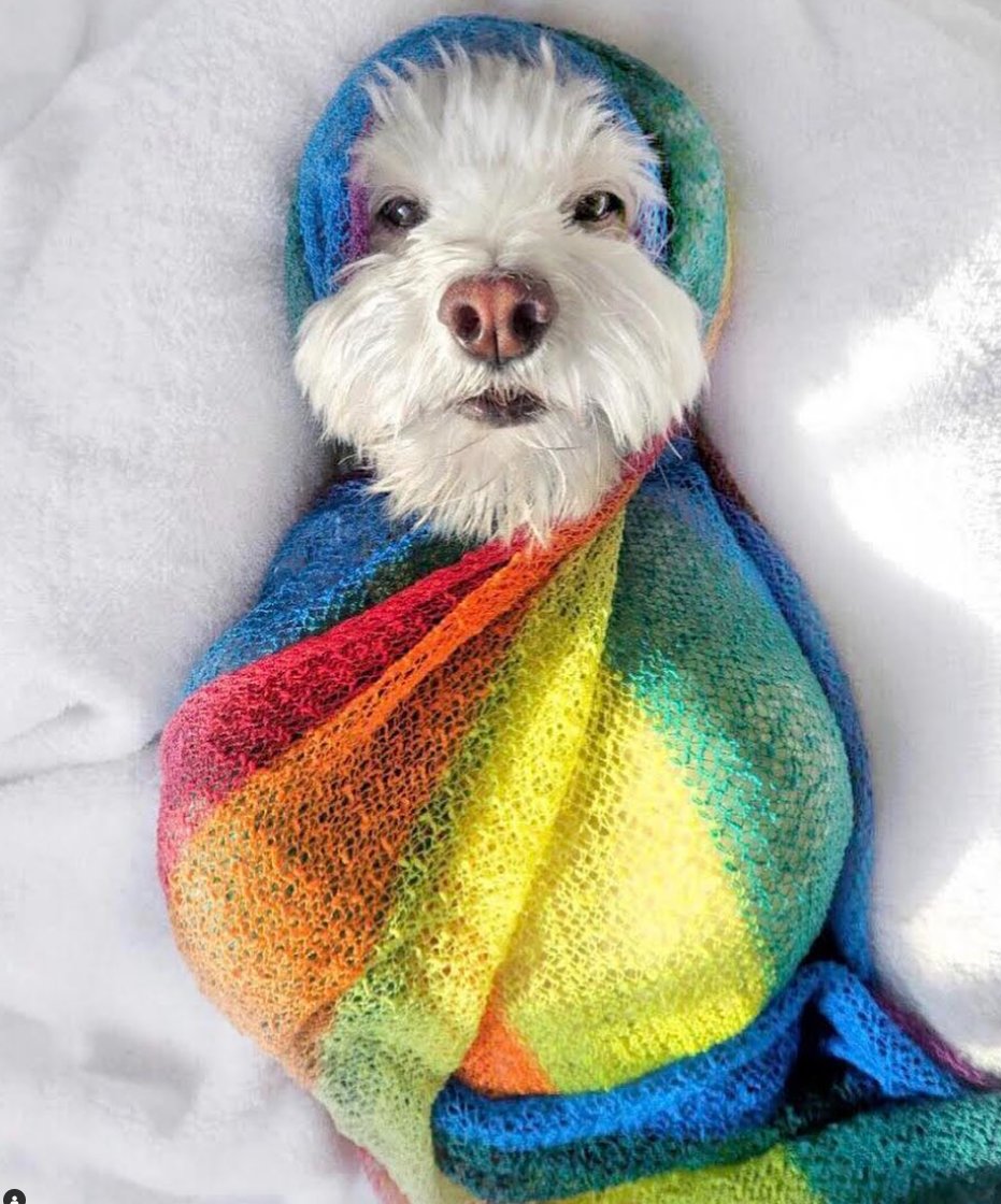 It's $SUSHI time on $SUI

Fill your bags and get ready.