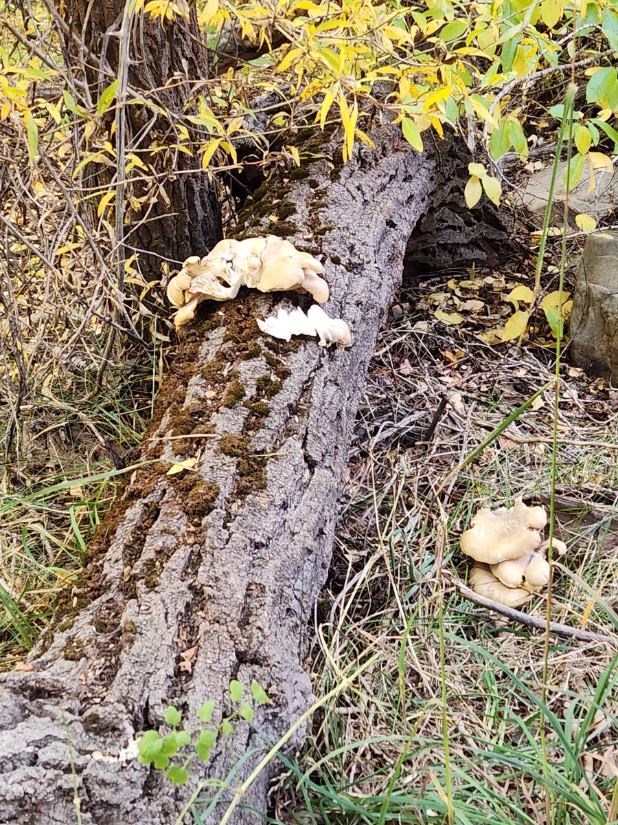 MehHaikus's tweet photo. Big Springs Hollow #5
“Mushrooms”

White mushrooms growing,
spreading spores to aid decay,
on a mossy log.

#Haiku #Poetry #3lines #Hiking #BigSpringsHollow https://t.co/q2Wcbrmy84