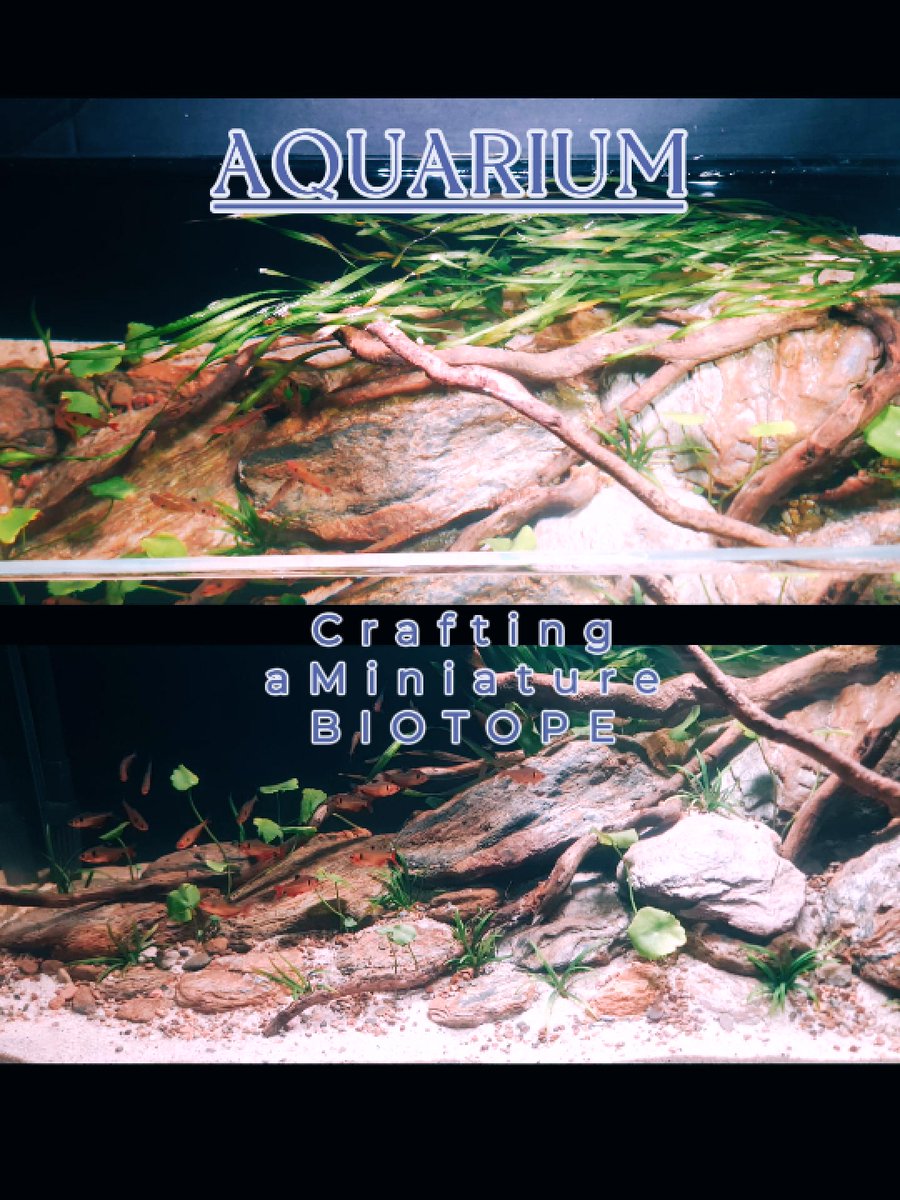 ali_lakkis's tweet photo. Natural Stream Aquarium: Crafting a Miniature BIOTOPE https://t.co/lihjw2bbkw qua @YouTube https://t.co/XETZo7LoOY