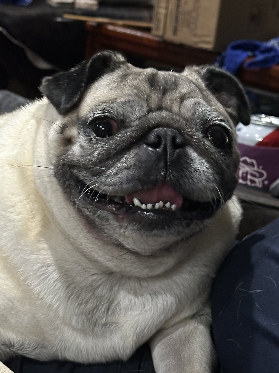 MrsGrayMarlin2's tweet photo. Food prep for the humans, “That’s too much work”… Food prep for #HowdeeThePug #WyleeThePug #PenelopeeThePug #LuceeThePug, “Our babies gotta eat!” https://t.co/Q5e5DZJpO8