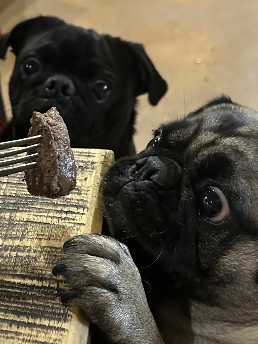 MrsGrayMarlin2's tweet photo. Food prep for the humans, “That’s too much work”… Food prep for #HowdeeThePug #WyleeThePug #PenelopeeThePug #LuceeThePug, “Our babies gotta eat!” https://t.co/Q5e5DZJpO8