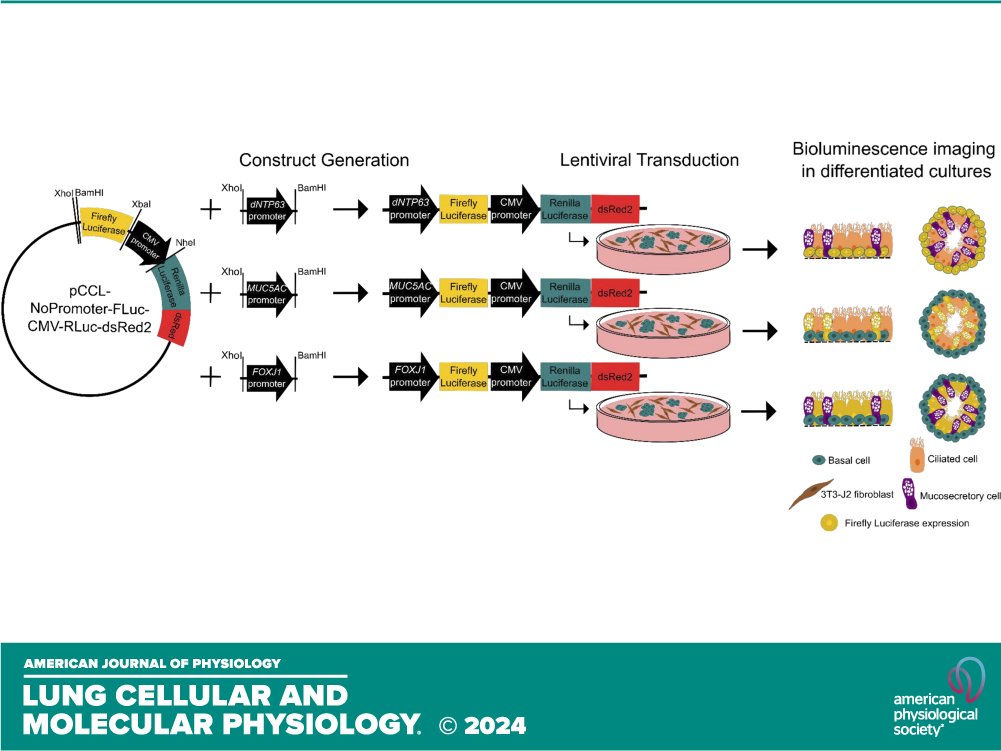 Pulmonary Cell News (@pulmonary_news) on Twitter photo 💡Call that a bright idea! (Y'know, because of the bioluminescence).🥁 
Seriously, though, a great paper with an awesome #Tweetorial. 💡Call that a bright idea! (Y'know, because of the bioluminescence).🥁 
Seriously, though, a great paper with an awesome #Tweetorial.
