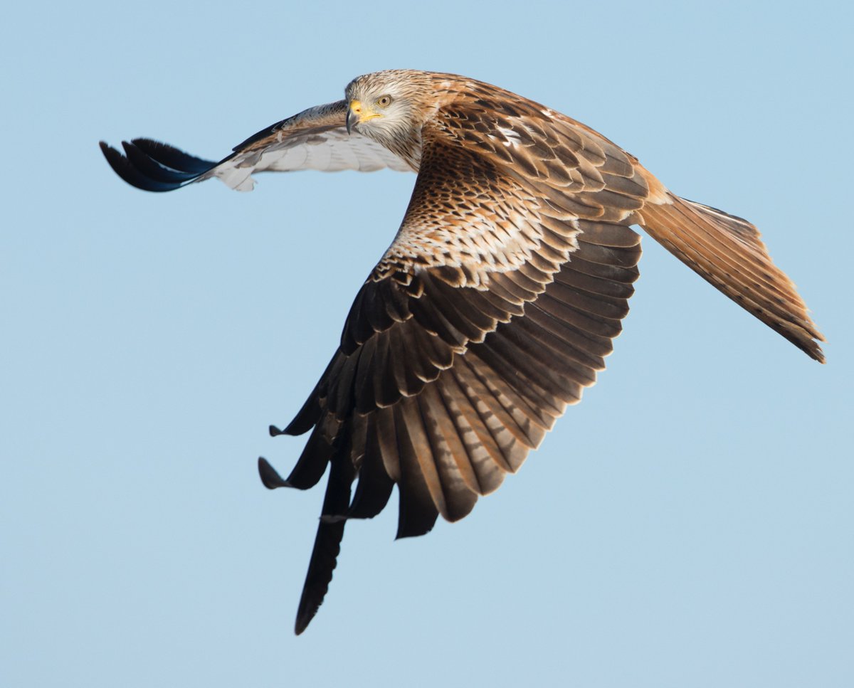 We're delighted to announce the start of our programme of winter talks for 2024/25, at the Royal British Legion Club in Hardwicke, GL2 4QA.  The 1st is on Thursday 21st November, when Richard Tyler will talk about Winter Raptors of the Cotswolds  photo copyright Richard Tyler.