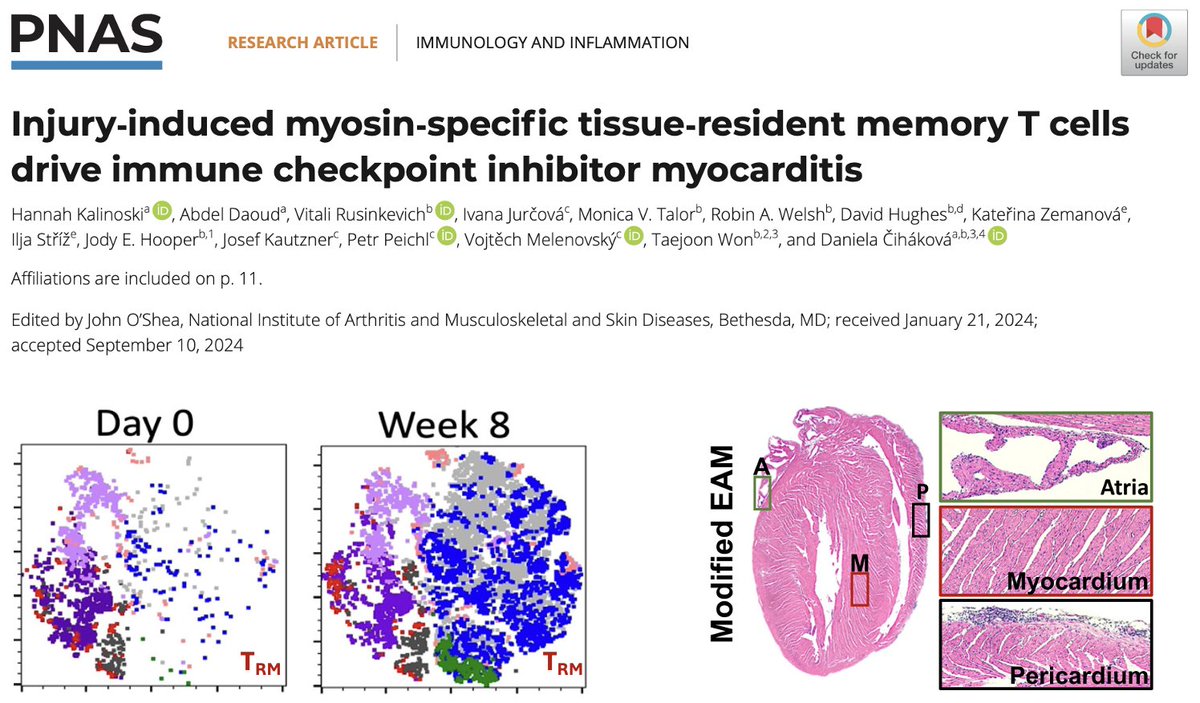 Hannah Kalinoski (@hannahkalinoski) on Twitter photo In our new paper <a href="/PNASNews/">PNASNews</a> we show that previous cardiovascular disease increases susceptibility to ICI-myocarditis development by recruiting autoimmune myosin specific TRM cells to the heart!
pnas.org/doi/10.1073/pn…
<a href="/DrCihakovaD/">Daniela Cihakova</a> <a href="/TaejoonW/">Taejoon Won</a> <a href="/AbdelDaoud20503/">Abdel Rahman Daoud</a> In our new paper <a href="/PNASNews/">PNASNews</a> we show that previous cardiovascular disease increases susceptibility to ICI-myocarditis development by recruiting autoimmune myosin specific TRM cells to the heart!
pnas.org/doi/10.1073/pn…
<a href="/DrCihakovaD/">Daniela Cihakova</a> <a href="/TaejoonW/">Taejoon Won</a> <a href="/AbdelDaoud20503/">Abdel Rahman Daoud</a>