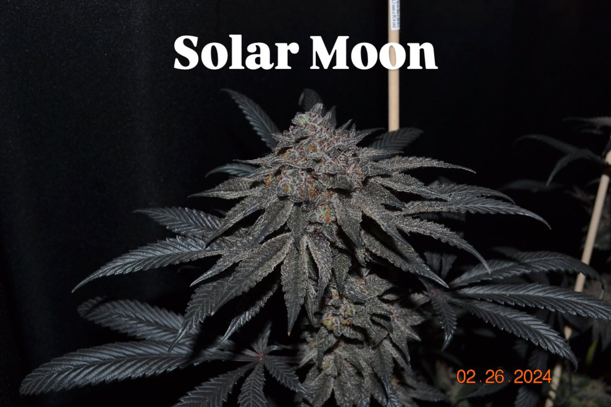 WickedGeneticsOfficial (@wickedgenetics) on Twitter photo 