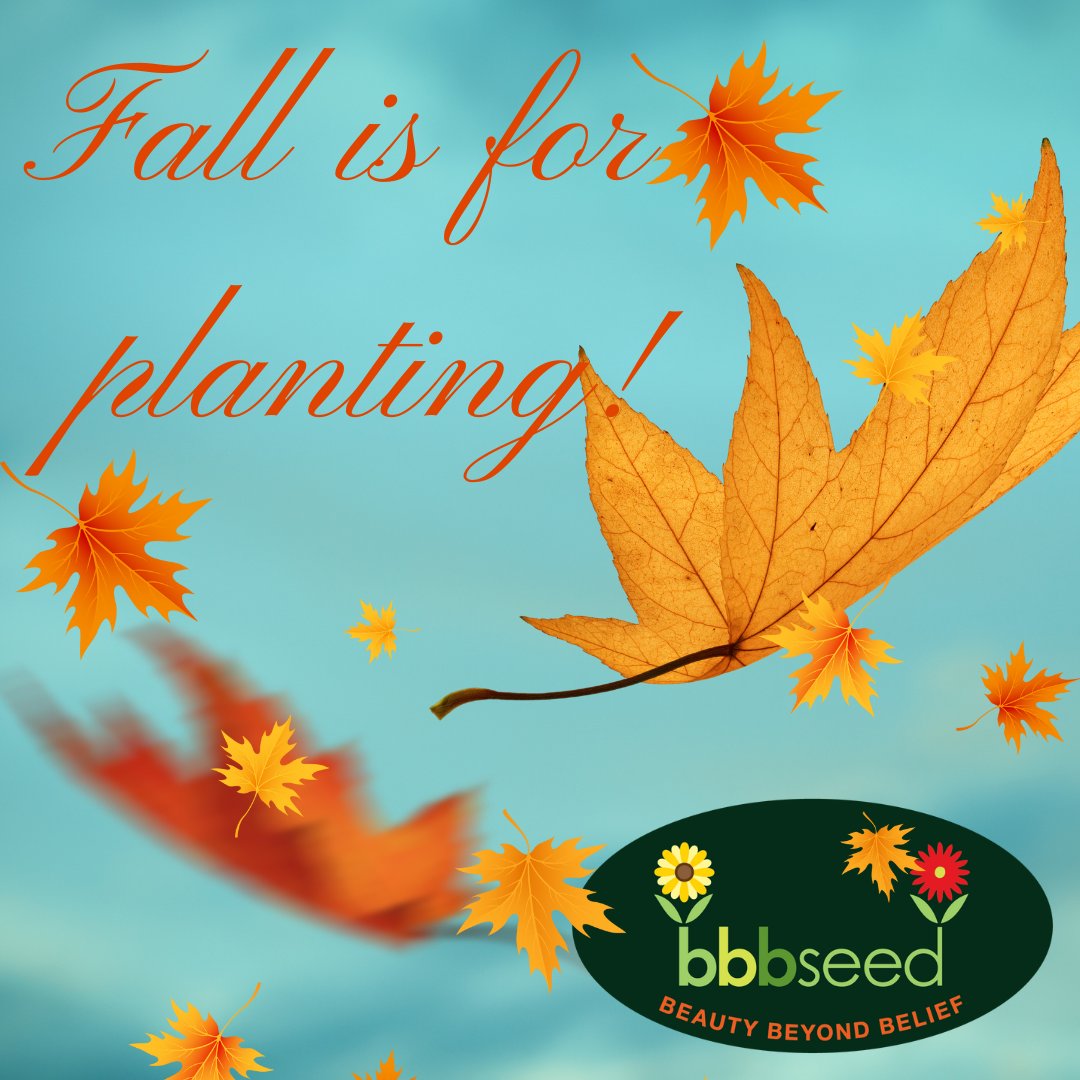 Fall is the perfect time to plant wildflower seeds...just as Mother Nature intended.