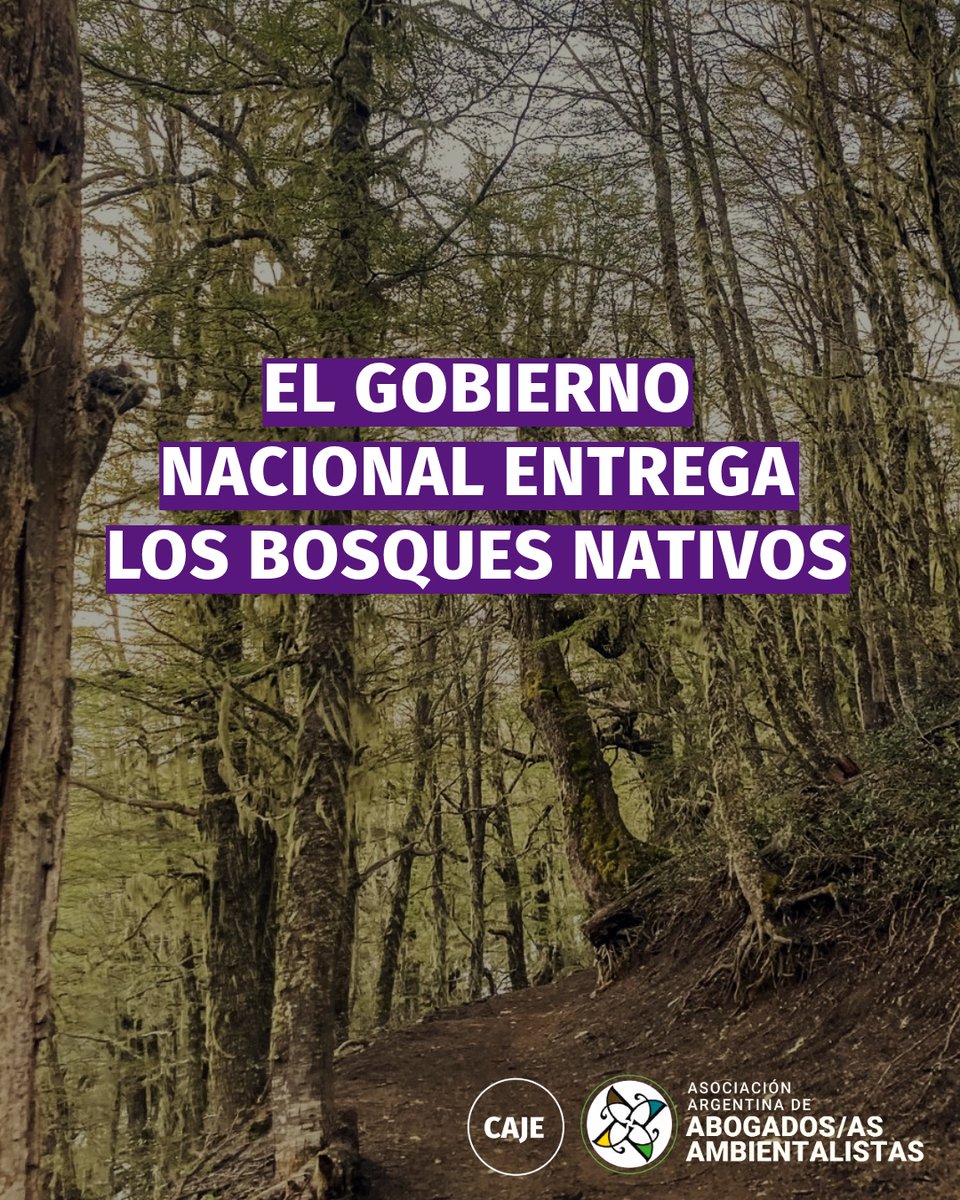 🌱 El gobierno disolvió el Fondo Fiduciario para la protección de los Bosques Nativos (FOBOSQUE). Esto deja a la Ley de Bosques sin su principal herramienta de implementación y acción. La medida impacta directamente en la conservación de áreas naturales críticas.