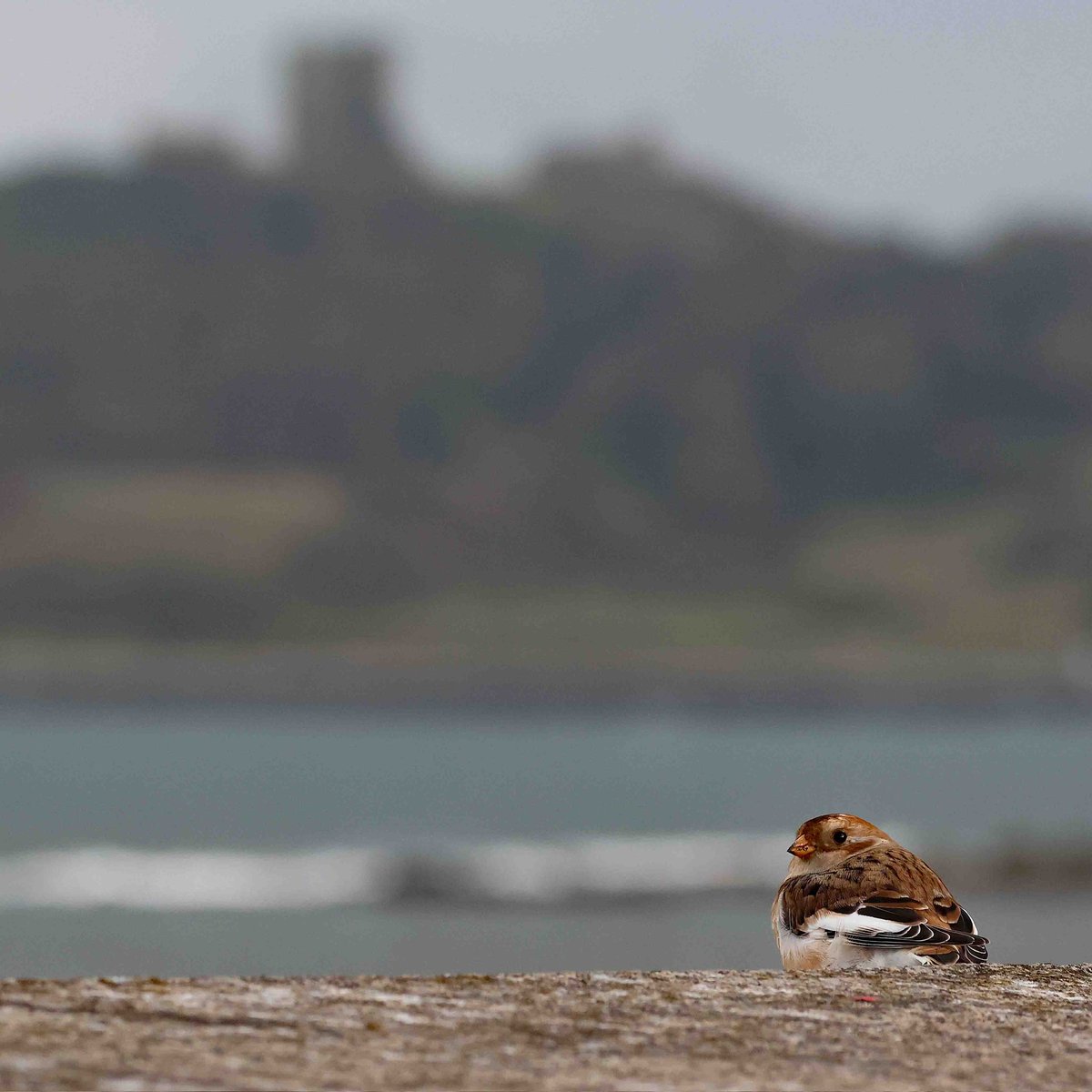 cwbell64's tweet photo. Snow Bunting at Scalby Mills, Scarborough, after work today @nybirdnews @BirdGuides #ScarboroughBirders https://t.co/HRAPeKDL4z