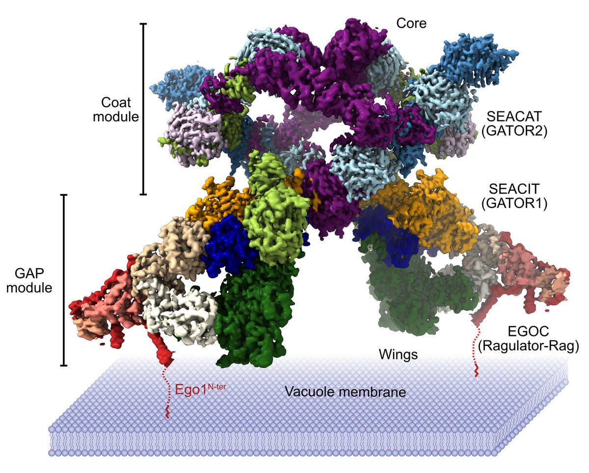 Happy to share our latest work, now on BioRxiv! 

Here, we determined the cryo-EM structure of the yeast SEAC (GATOR)-EGOC (Ragulator-Rag) supercomplex, providing new insights into the function of this amino acid-sensing hub. 

biorxiv.org/content/10.110…