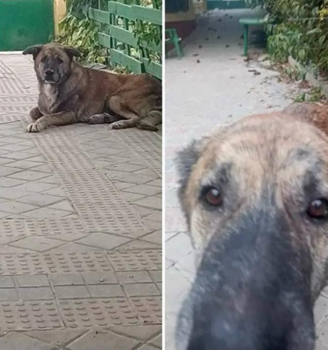 Su dueño ha muerto y 
lo tienen en una parcela, solo, una mujer va a darle de comer, no muy a menudo 😢
Llora todo el tiempo, no sabe que ha pasado, está muy triste 💔
Lo quieren echar a la calle 
No es pequeño, es como un cruce de mastín 🙏
En un pueblo de Madrid
601360047