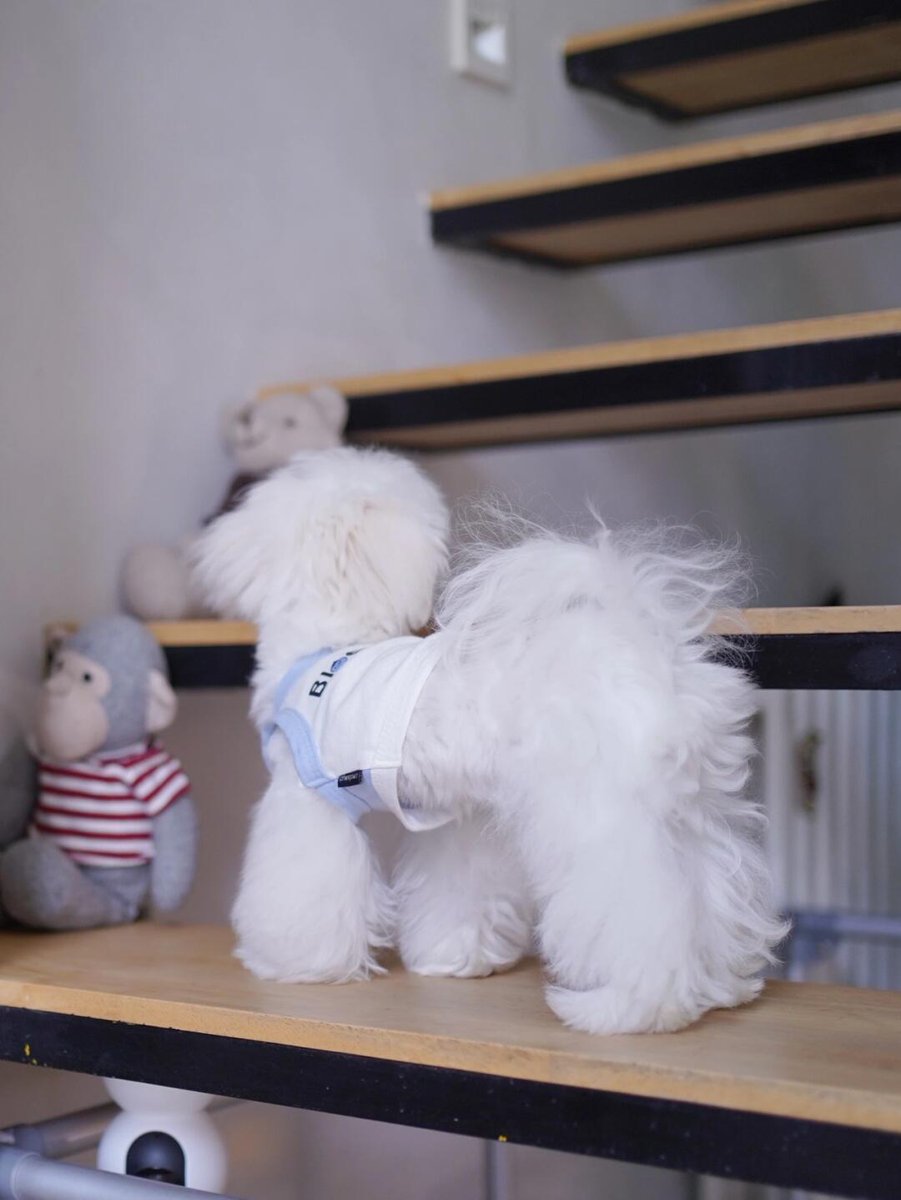 L___theused's tweet image. Do Maltese have awkward periods?
#dogroutine #mypetsaresocute #Marzis #mycutepets