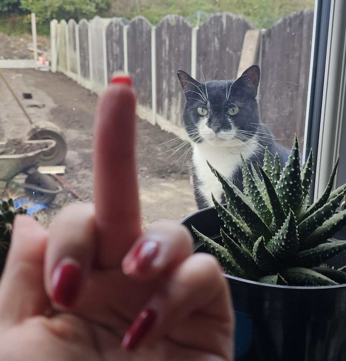 InvokeNadia's tweet image. My tablet has busted it&apos;s a little c****sucker! I bought a new 3 in 1 cable to see whether it was the cables but whomp whomp. Can I get a rip, please? ❤️ 

oh, and that&apos;s my little bear. Isn&apos;t he cute? 🤣

#digitalartproblems #digitalartist #cats