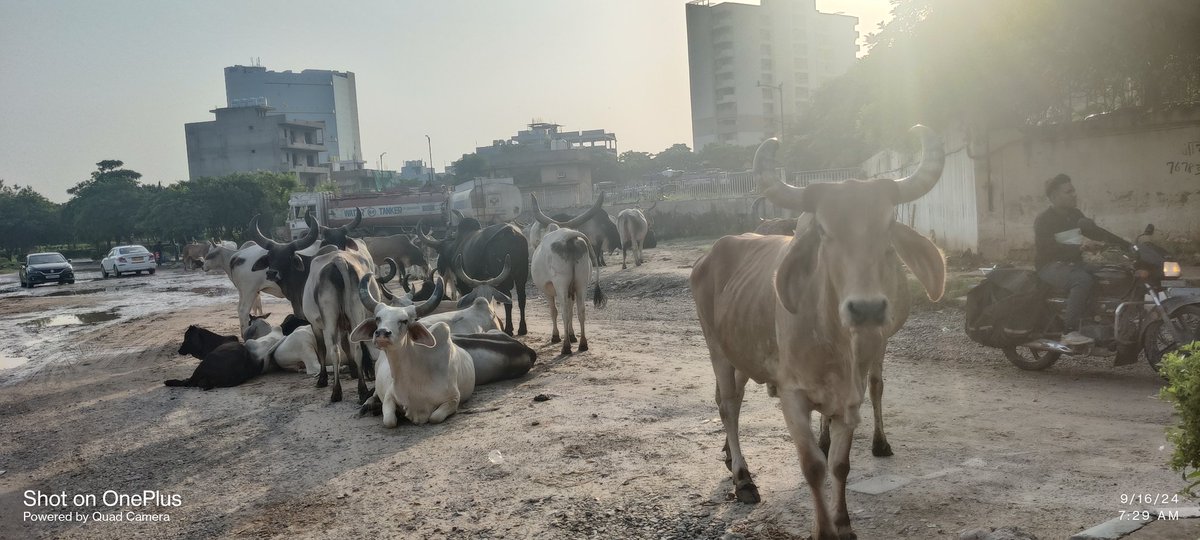 So #Gurgaon #Gurugram has chosen <a href="/BJP4Haryana/">Haryana BJP</a> . Now what? Will city be relieved of it's woes. Will millenium  city return frombeing Kudagram Gaddhagram.  The voters can best answer this. 
#HaryanaElectionResult 
#HaryanaAssemblyElection2024 
<a href="/RaoNarbir/">Rao Narbir Singh</a> 
<a href="/mukeshbjpsharma/">Mukesh Sharma Pahalwan</a>