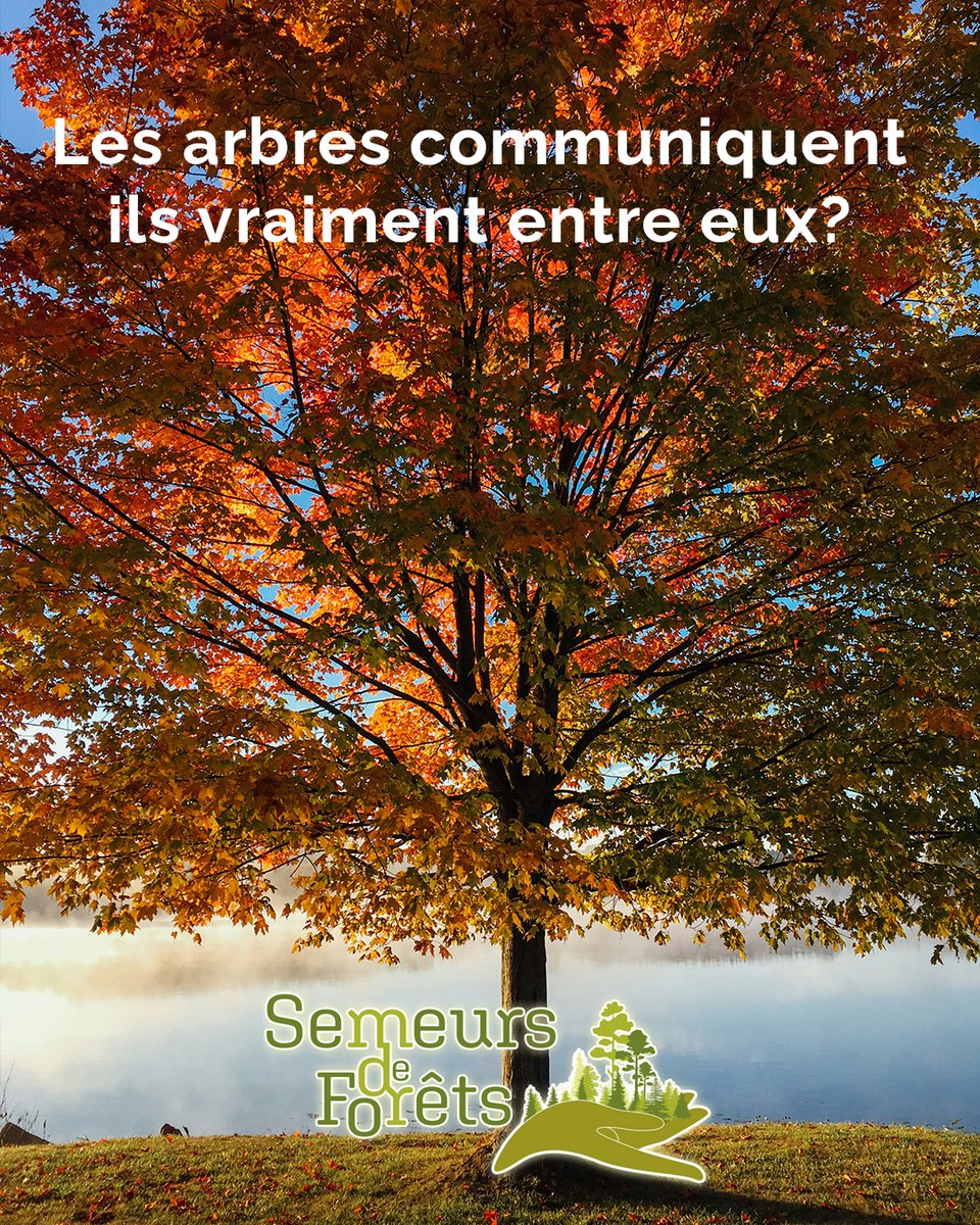 Semeurs de forêts tweet media