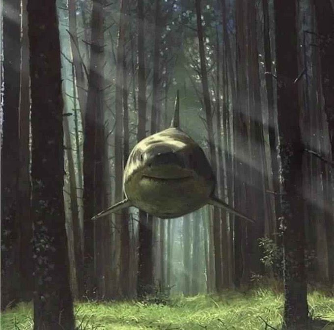 ChristophetSr's tweet image. Imagine walking through the BAYOU and see this 🌚👀😱
#EveryWeekIsSharkWeek 🩸🦈
#StandByToGetSome 🥶😤