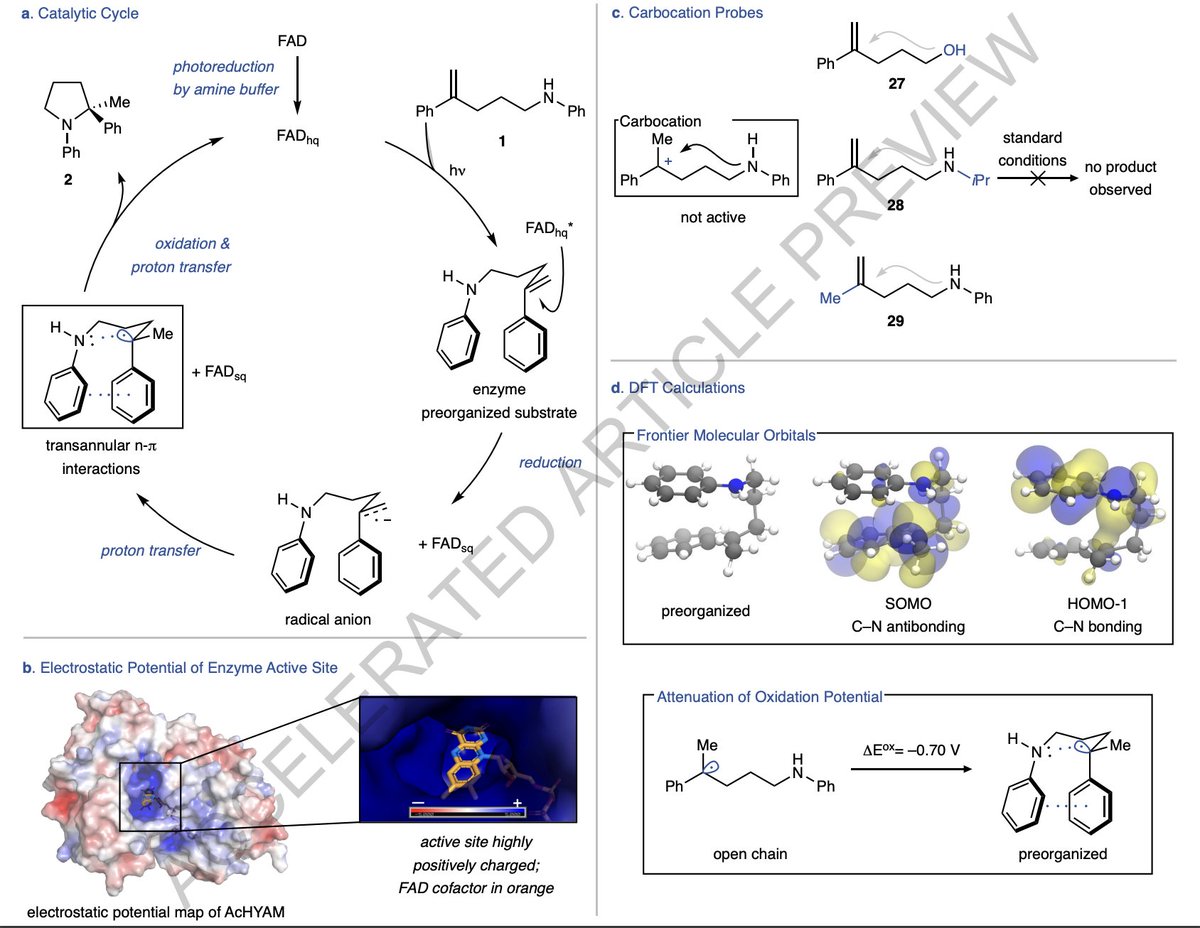 Emergence of a distinct mechanism of C–N bond formation in #photoenzymes by Felix C. Raps <a href="/felix_raps/">Felix Raps</a>, Ariadna Rivas-Souchet, Chey M. Jones <a href="/CheyMJones/">Chey Jones, Ph.D.</a>, and Todd K. Hyster @HysterLab at <a href="/PrincetonChem/">Princeton Chemistry</a> nature.com/articles/s4158…