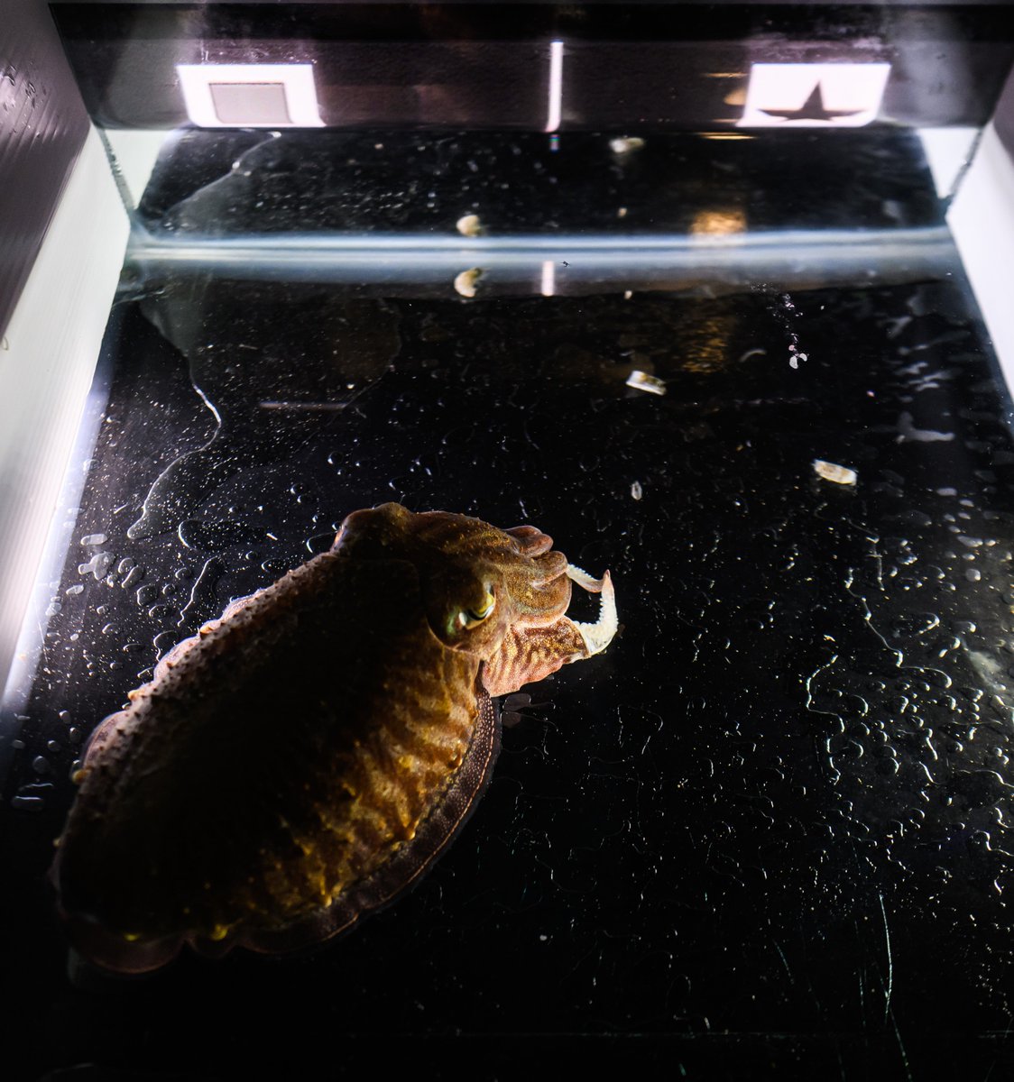 Had an incredible time at #ISBE2024 in Melbourne presenting our preliminary work aimed at automating the study of learning and decision-making in cuttlefish - huge thanks to the organisers for a great conference in a wonderful city, and also for the generous travel award!