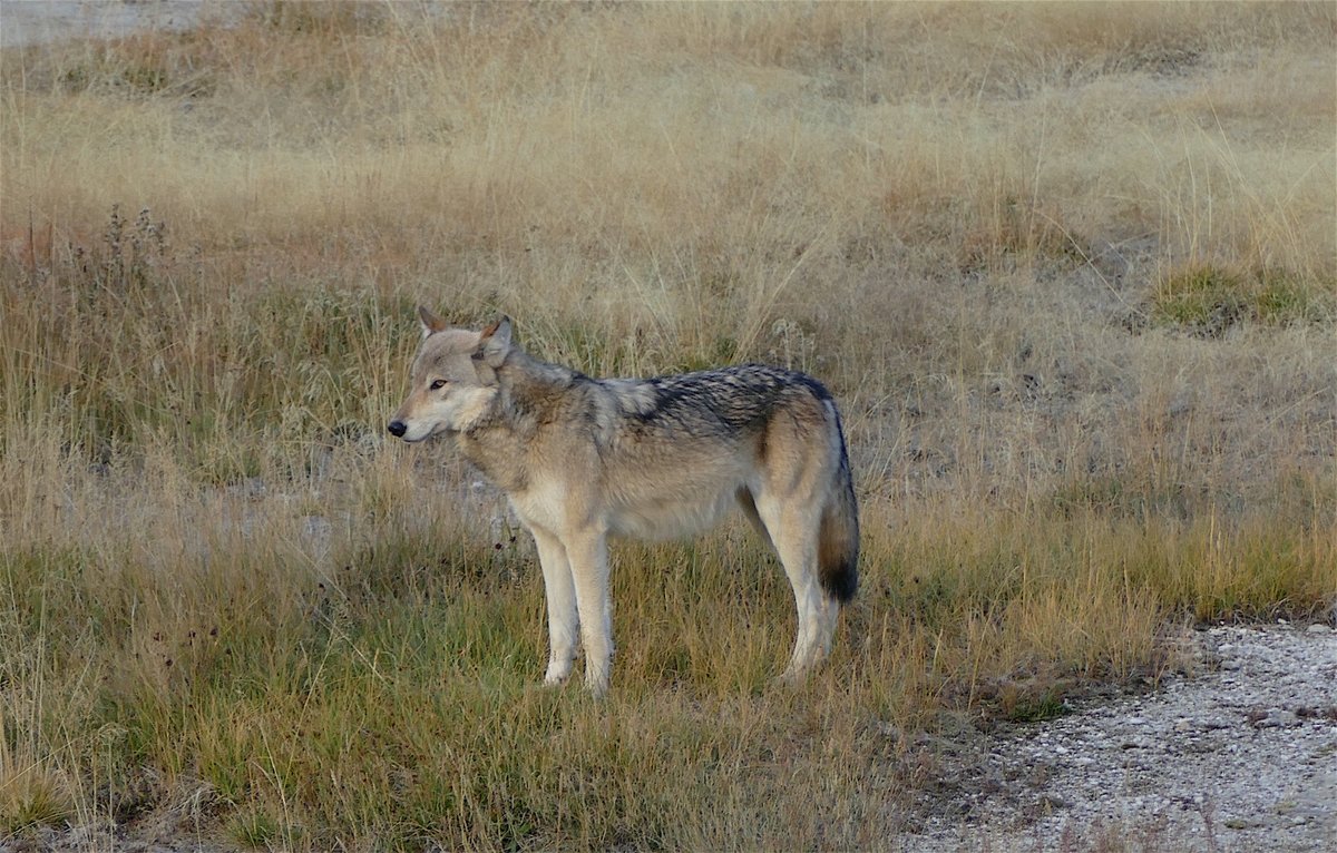 AltYelloNatPark's tweet image. The way to defeat the censorship algorithm is to retweet and follow. 

The number of people seeing our posts is down 95%
The way to beat the censorship is to engage, like, retweet and follow.

Together we can change the world